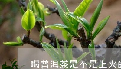 喝普洱茶是不是上火的/2023072435047