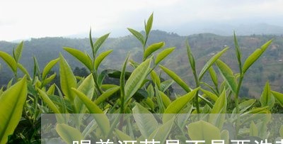 喝普洱茶是不是要洗茶/2023073051814