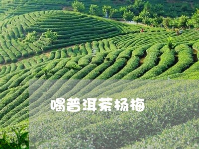 喝普洱茶杨梅/2023042792574