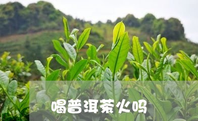 喝普洱茶火吗/2023042800358