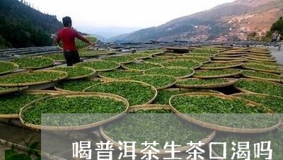 喝普洱茶生茶口渴吗/2023121598692