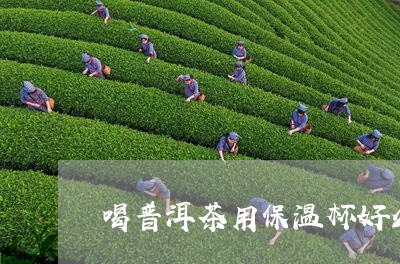 喝普洱茶用保温杯好么/2023062198473