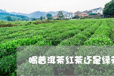 喝普洱茶红茶还是绿茶/2023100698259