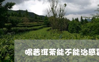 喝普洱茶能不能治感冒/2023062887248