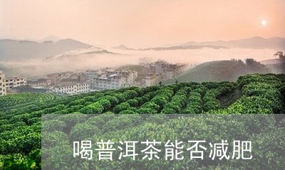 喝普洱茶能否减肥/2023112671593