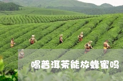 喝普洱茶能放蜂蜜吗/2023071055038