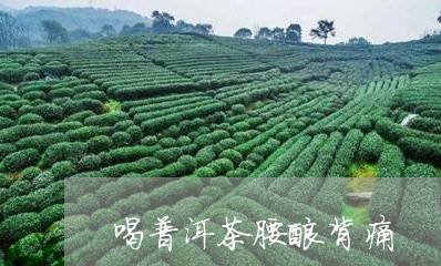 喝普洱茶腰酸背痛/2023110364048