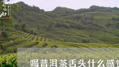 喝普洱茶舌头什么感觉/2023100630382