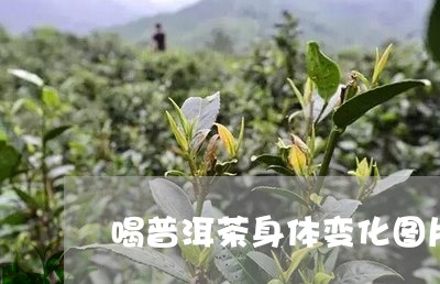 喝普洱茶身体变化图片/2023120725069