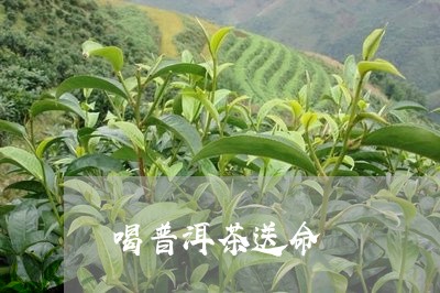 喝普洱茶送命/2023042737645