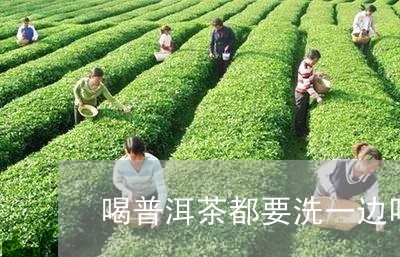 喝普洱茶都要洗一边吗/2023092784147