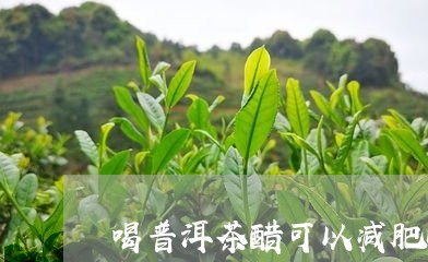 喝普洱茶醋可以减肥吗/2023092906359