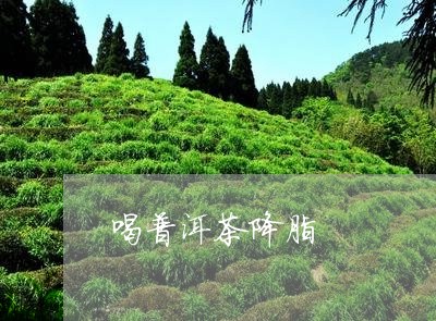 喝普洱茶降脂/2023042633112