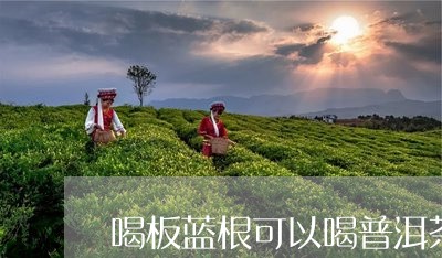 喝板蓝根可以喝普洱茶/2023080274826