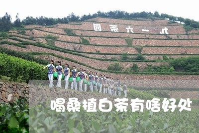 喝桑植白茶有啥好处/2023081300806