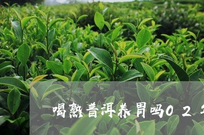 喝熟普洱养胃吗02年普洱熟茶/2023053123925