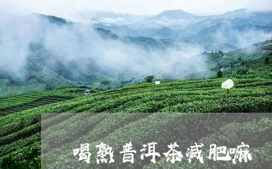 喝熟普洱茶减肥嘛/2023110502704