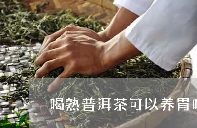 喝熟普洱茶可以养胃吗/2023062207251