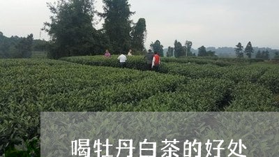 喝牡丹白茶的好处/2023061674028