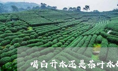 喝白开水还是茶叶水好/2023092325372