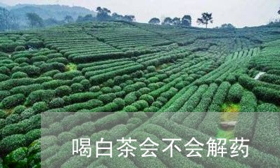 喝白茶会不会解药/2023061604826