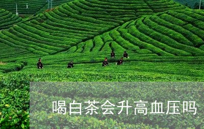 喝白茶会升高血压吗/2023081462514