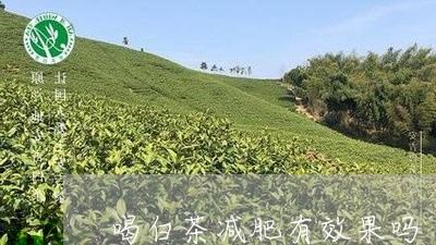 喝白茶减肥有效果吗/2023071621682