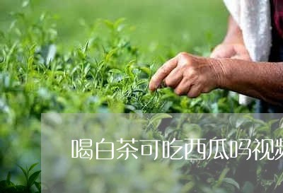 喝白茶可吃西瓜吗视频/2023092905137