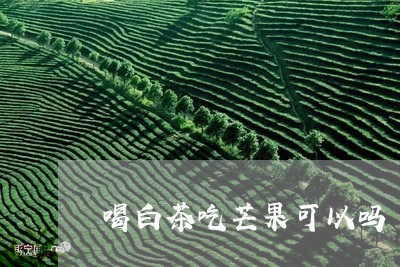 喝白茶吃芒果可以吗/2023081430503