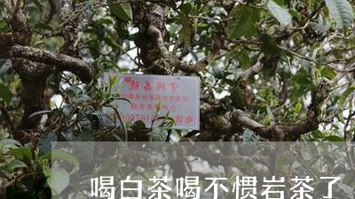 喝白茶喝不惯岩茶了/2023081494159