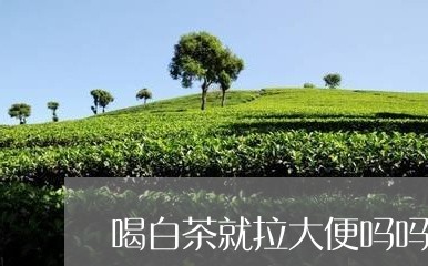 喝白茶就拉大便吗吗/2023121868172