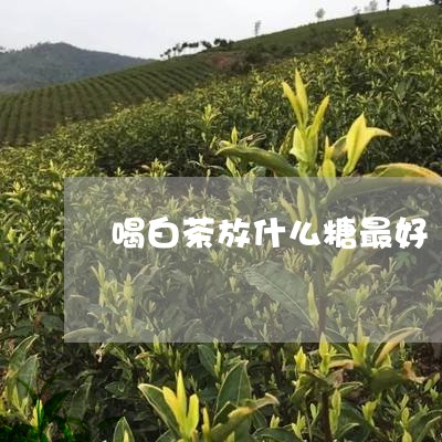 喝白茶放什么糖最好/2023081439481