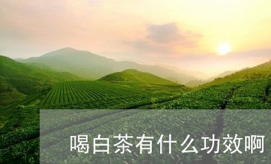 喝白茶有什么功效啊/2023071728463