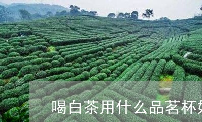 喝白茶用什么品茗杯好/2023092839984