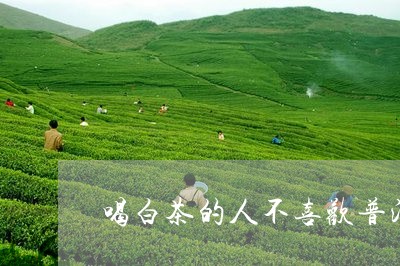 喝白茶的人不喜欢普洱茶/2023121566959