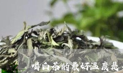 喝白茶的最好温度是多少/2023101683724