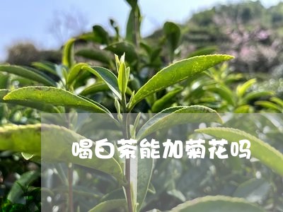 喝白茶能加菊花吗/2023061774026