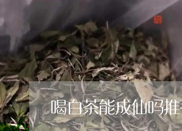 喝白茶能成仙吗推荐/2023101648461