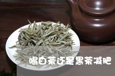 喝白茶还是黑茶减肥/2023071686261