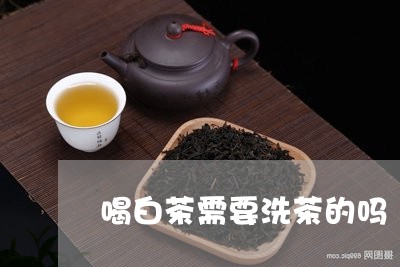 喝白茶需要洗茶的吗/2023081438149