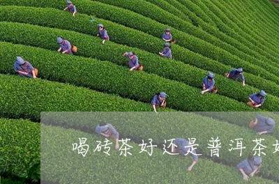 喝砖茶好还是普洱茶好/2023093003958