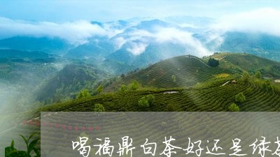 喝福鼎白茶好还是绿茶好/2023062994917