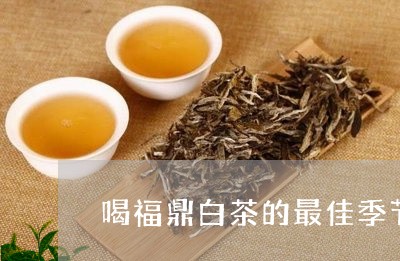 喝福鼎白茶的最佳季节/2023091502514