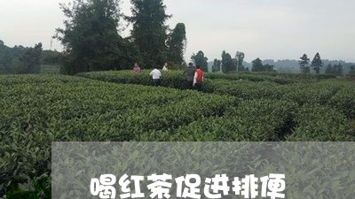 喝红茶促进排便/2023042963014