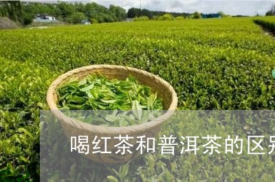 喝红茶和普洱茶的区别在哪里/2023052917374