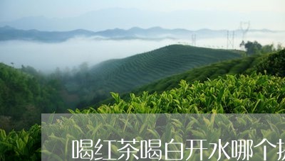 喝红茶喝白开水哪个提高代谢吗/2023060145947