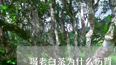 喝老白茶为什么伤肾/2023073182614