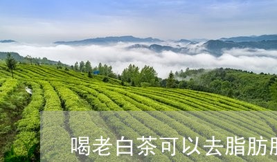 喝老白茶可以去脂肪肝吗/2023101690483