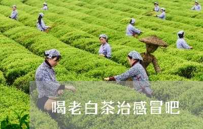 喝老白茶治感冒吧/2023061614259