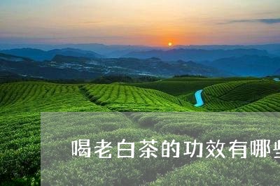 喝老白茶的功效有哪些/2023092828461